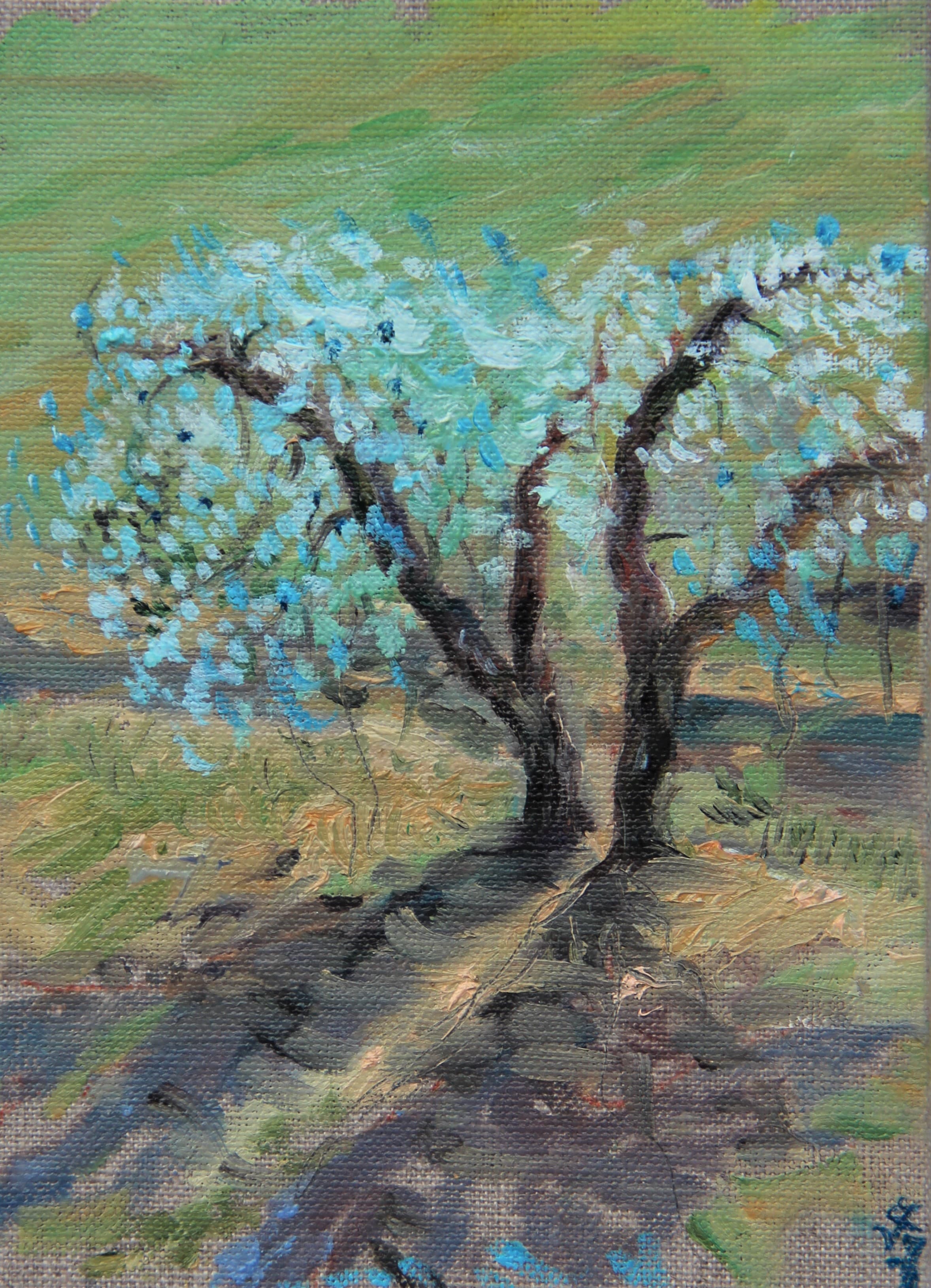 Olive Trees in Chianti